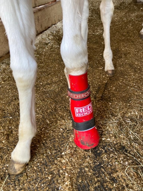 Redboot Korrekturschiene fr Fohlen